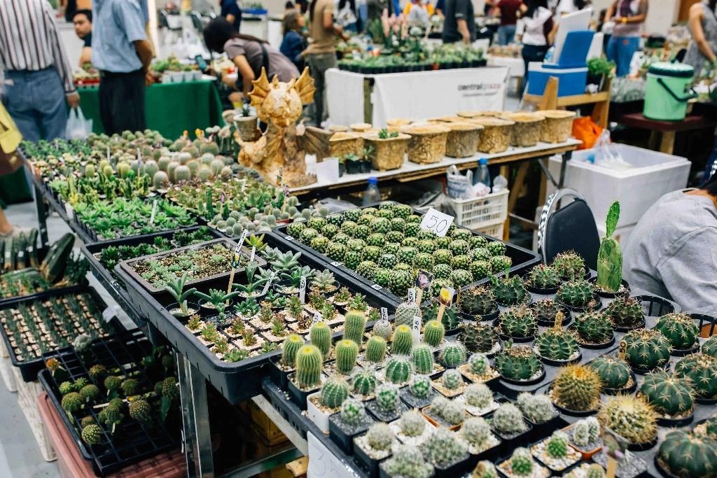 ศูนย์การค้าเซ็นทรัล พลาซา เชียงใหม่ แอร์พอร์ต ชวนเที่ยวงาน “Cactus