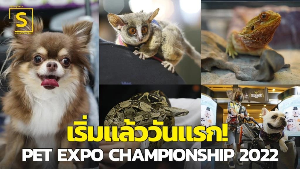 PET EXPO CHAMPIONSHIP 2022 รวมข่าวเกี่ยวกับ "PET EXPO CHAMPIONSHIP