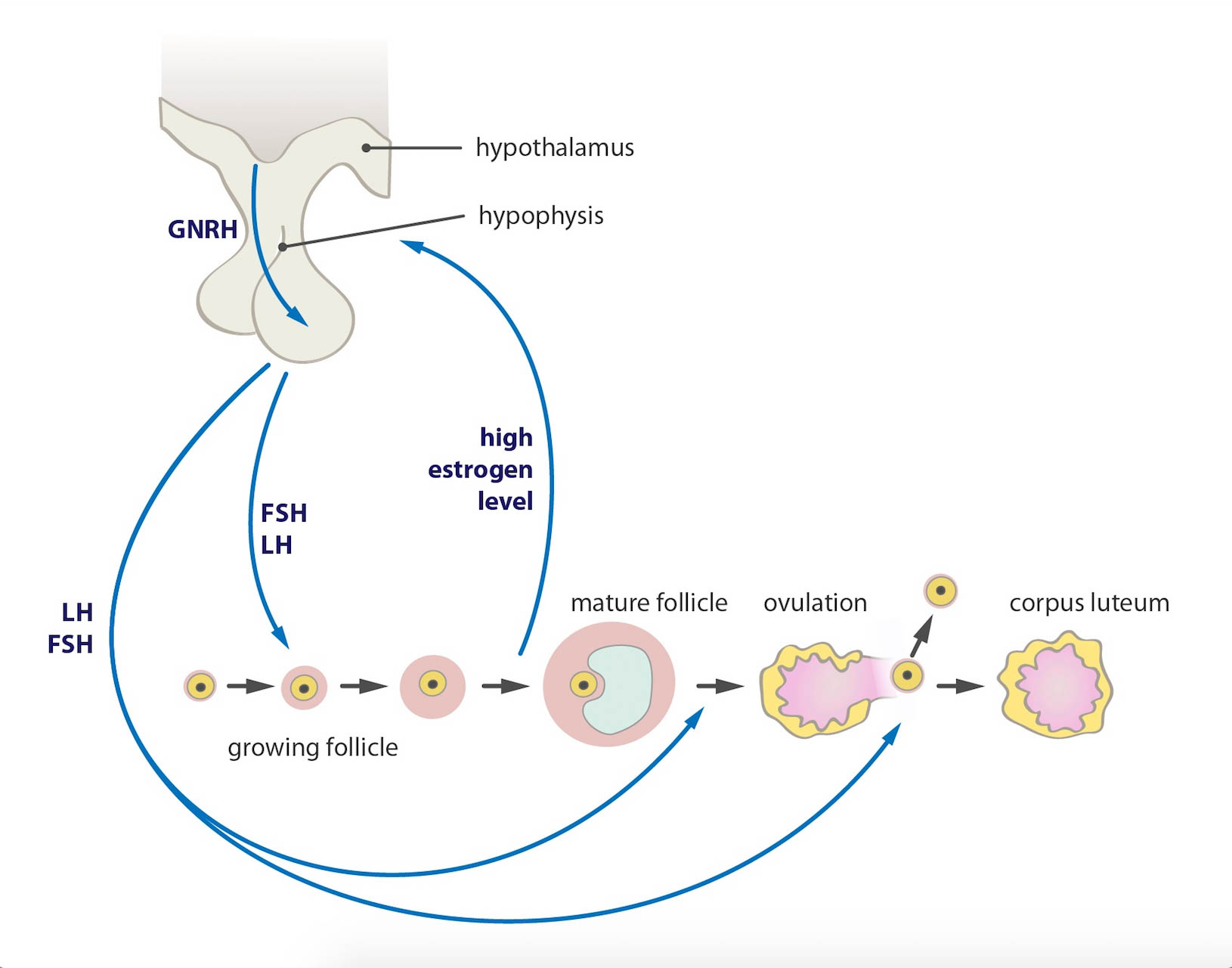 Ovulation Induction MPIVF