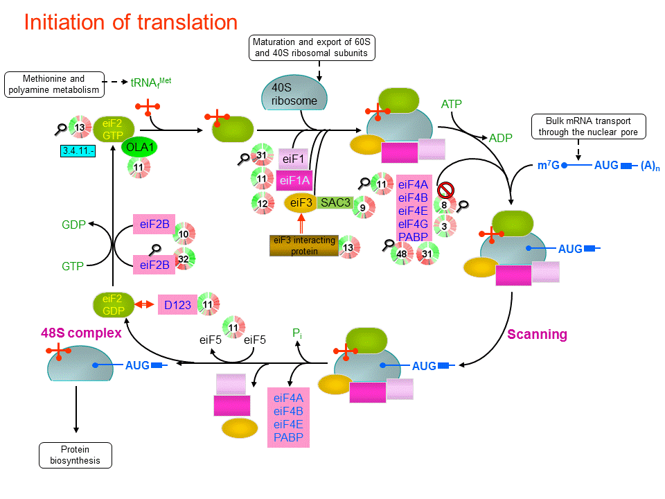Initiation of translation