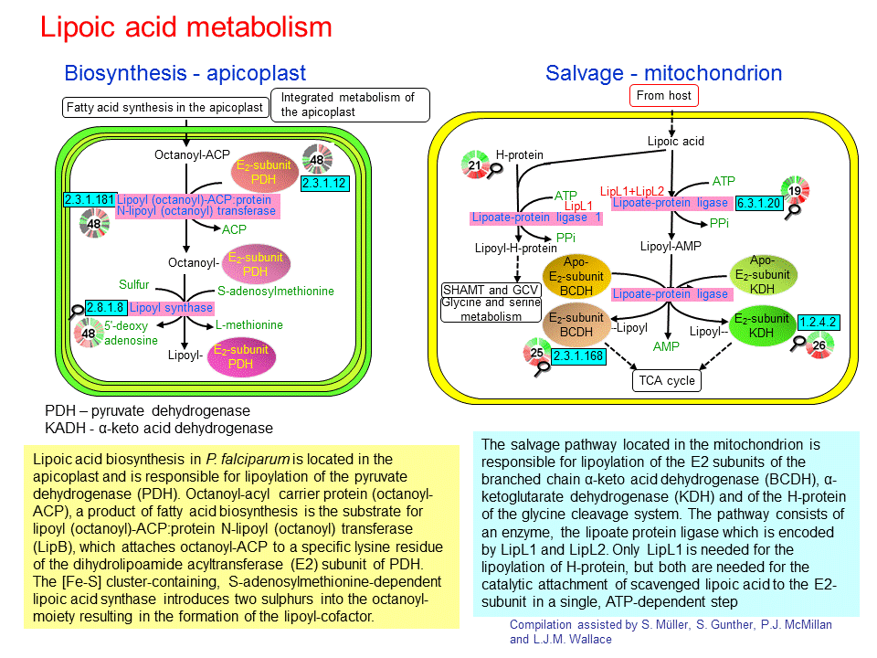 Lipoic acid metabolism