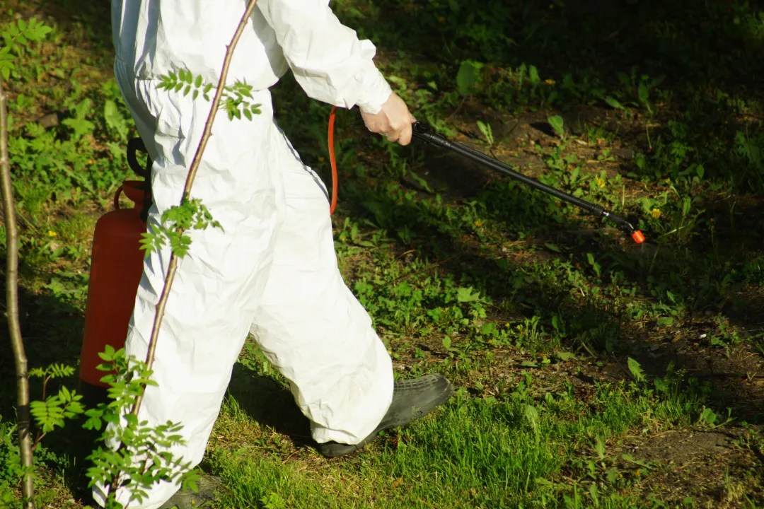 Termite Treatment Windsor Murphy’s Pest Management