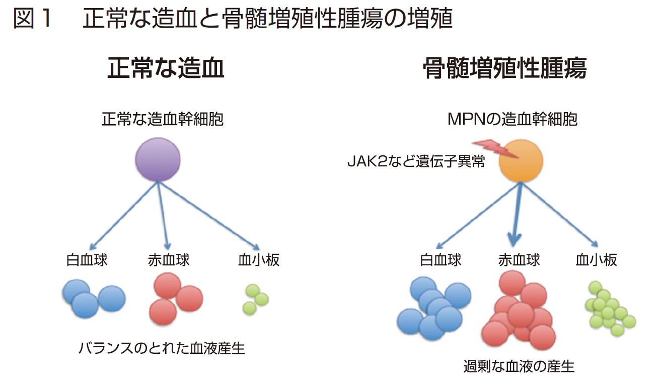 MPNJAPAN