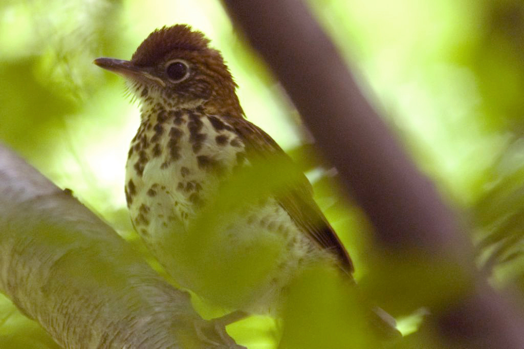 Monticello Park Birds Wood Thrush