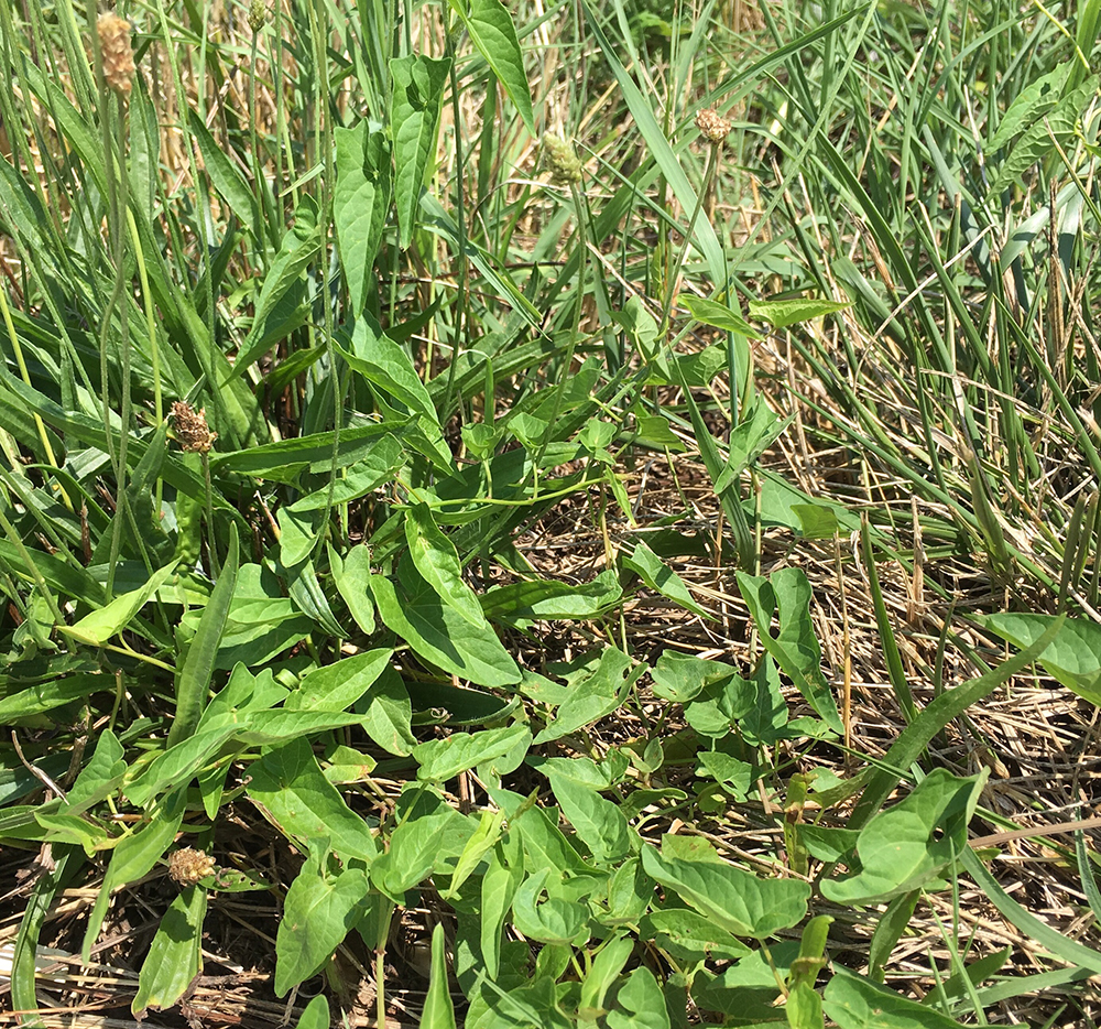 Monticello Park Plants Field Bindweed