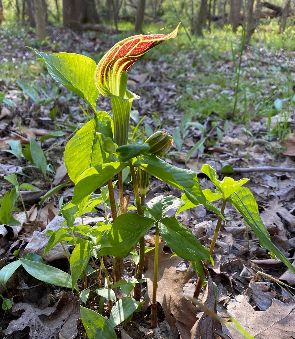 Monticello Park Plants Jackinthepulpit