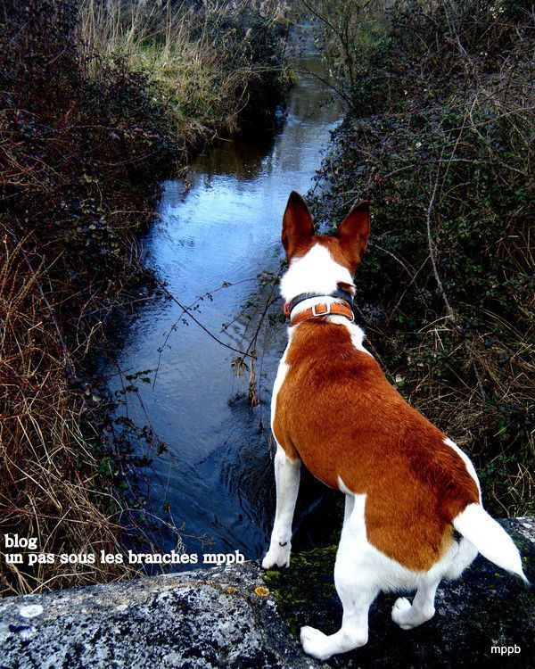 Un regard de chien sur la rivière