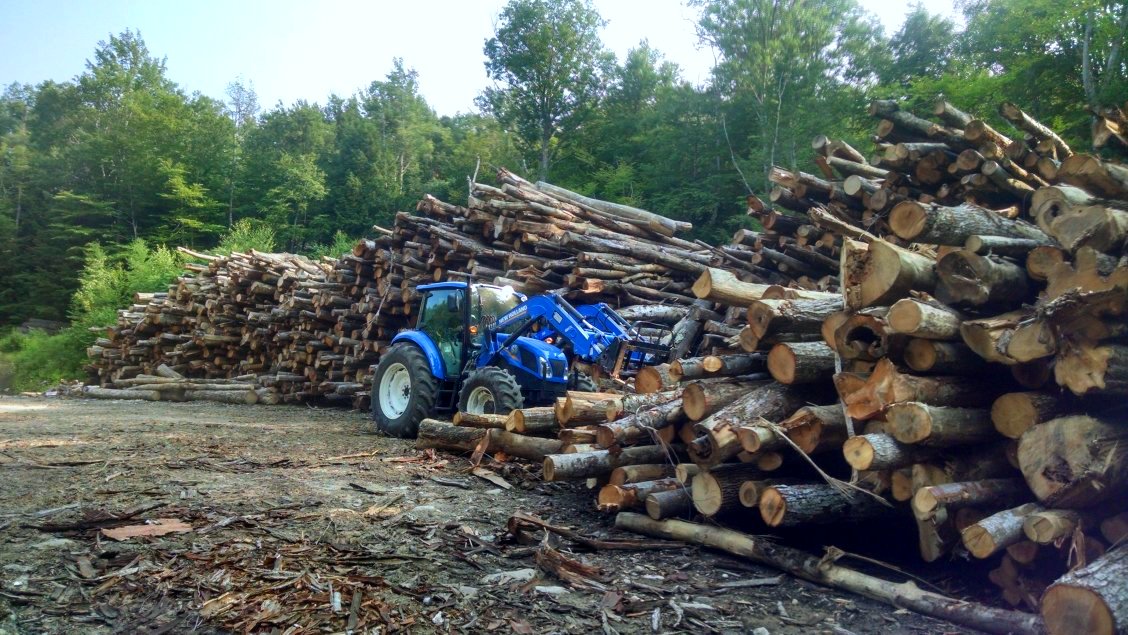 Services Mario Pelletier Tree Removal