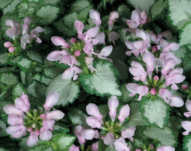 نباتات الظل في مصر مقال