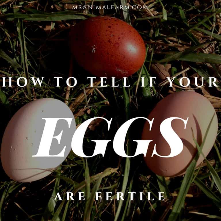How to Tell if Your Chicken Egg is Fertile Mranimal Farm