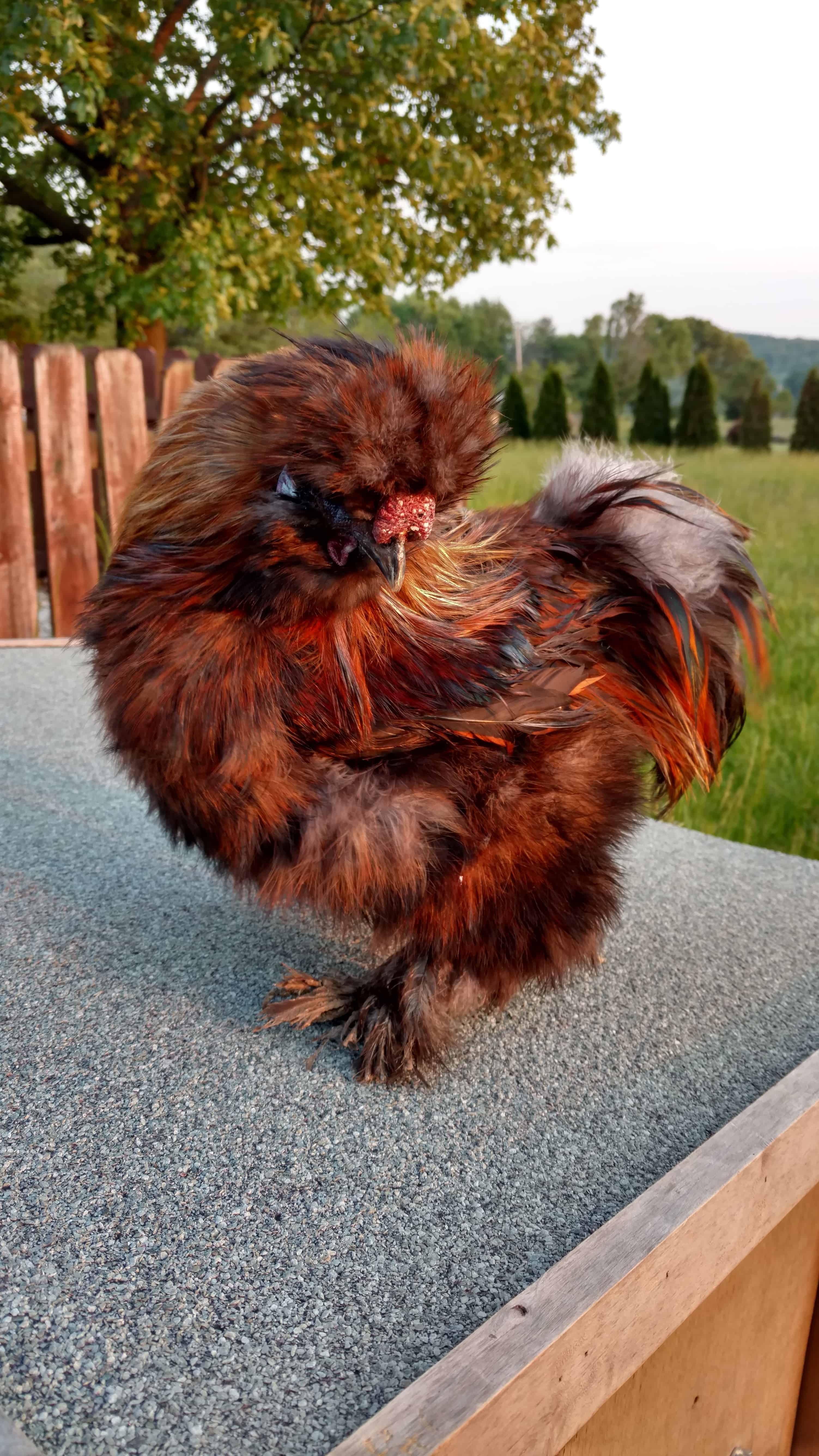 Partridge Silkies Mranimal Farm