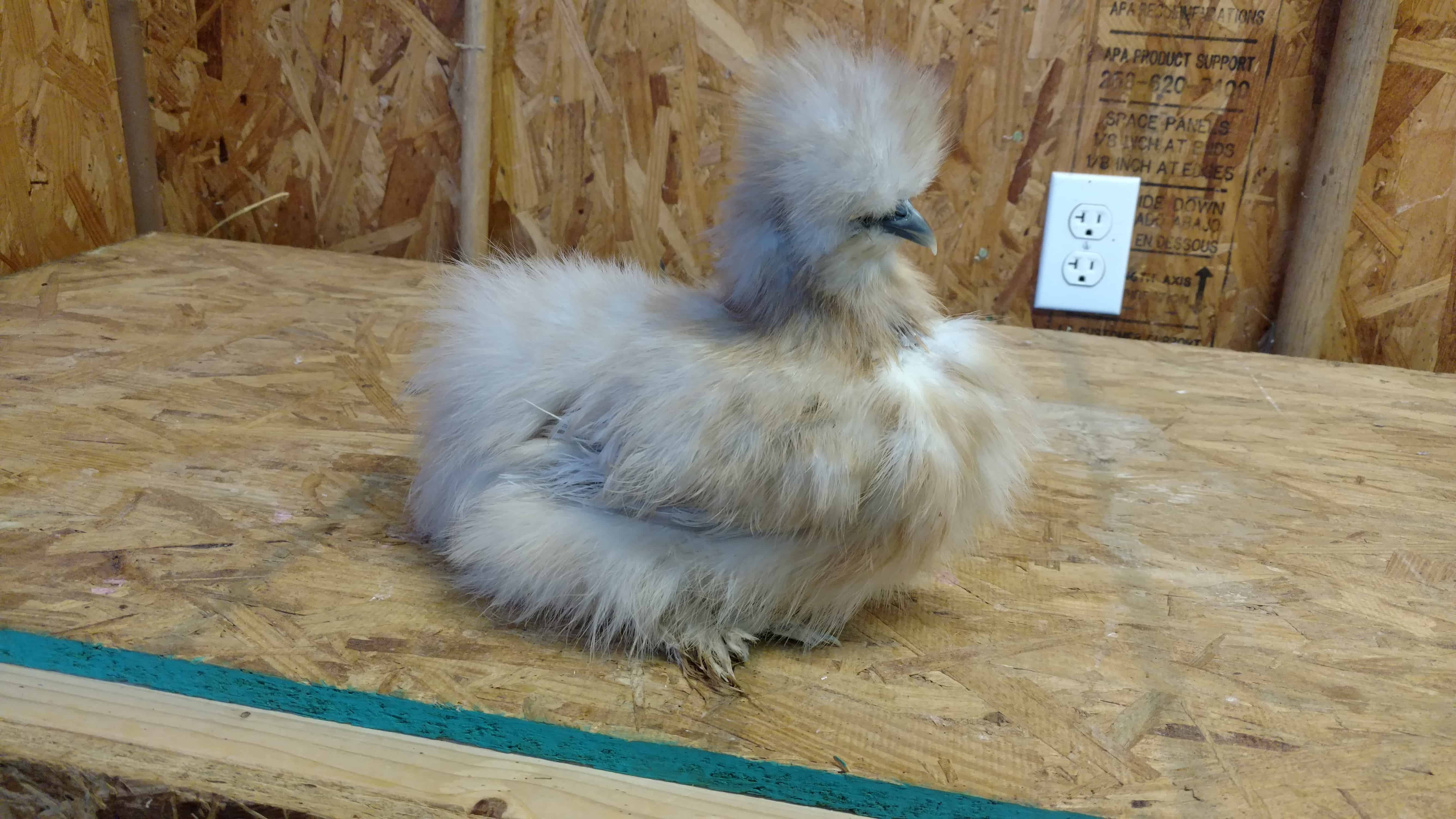 Porcelain (Blue Cream) Silkies Mranimal Farm