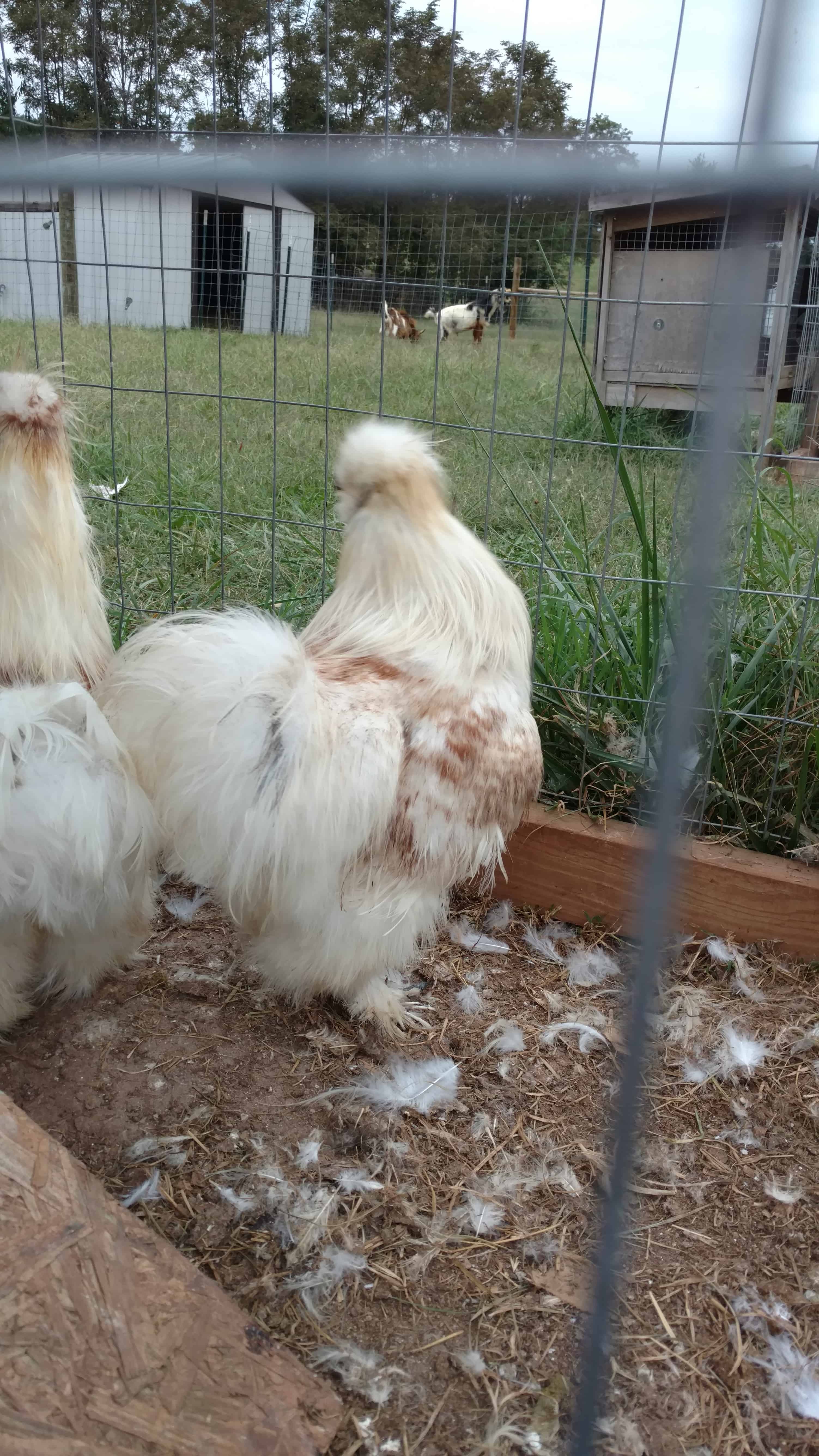 Red Pyle Silkies Straight Run Mranimal Farm