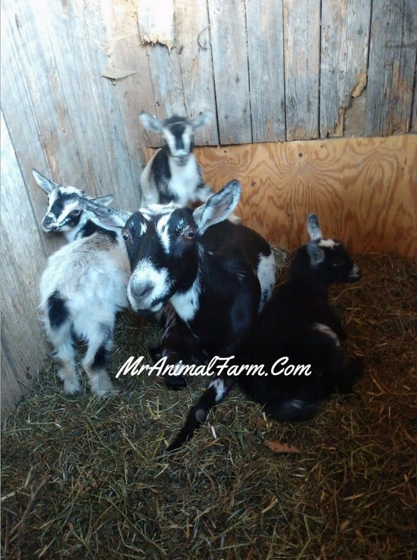 How To Care For Goats In Winter Mranimal Farm