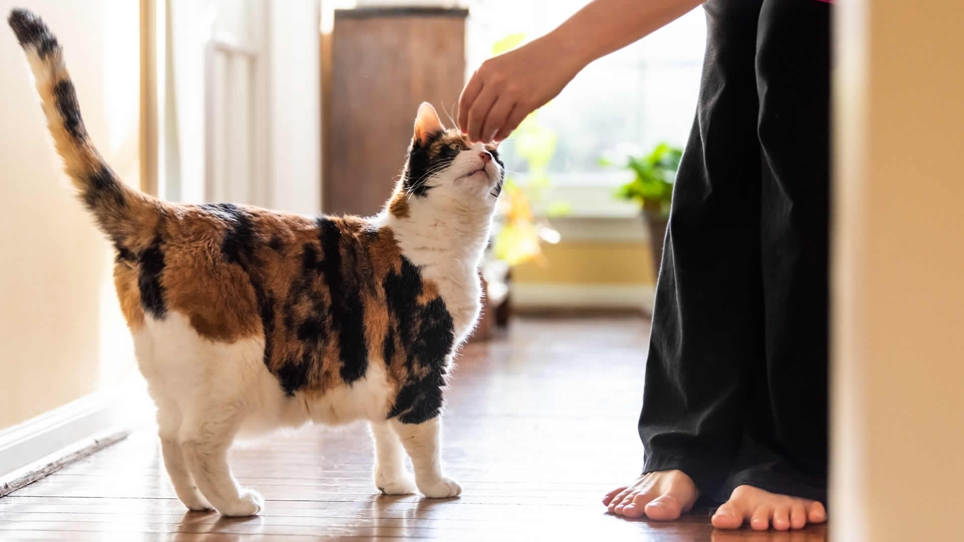 How to Train Your Cat? Litter, Leash, Carrier Training
