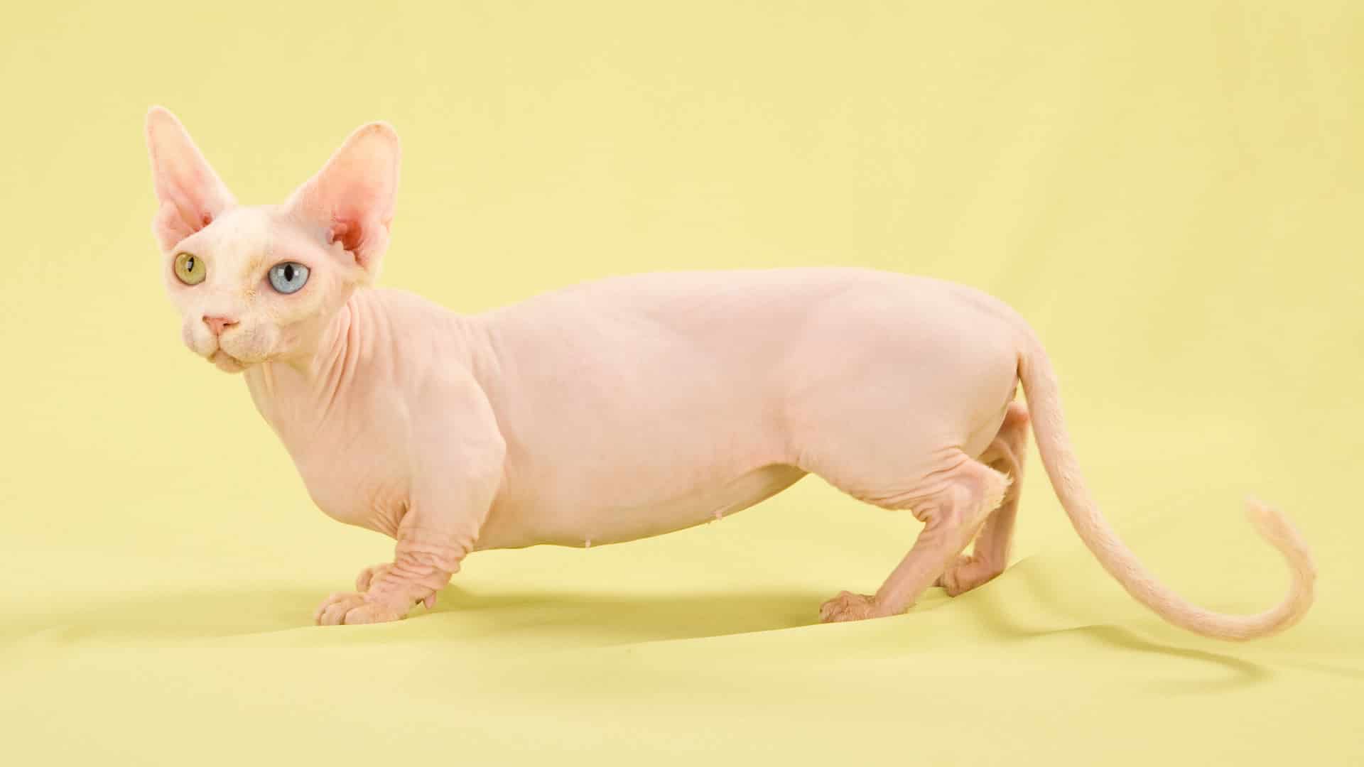 Cats With Short Legs Munchkin Cats &amp; Other Small Leg Breeds