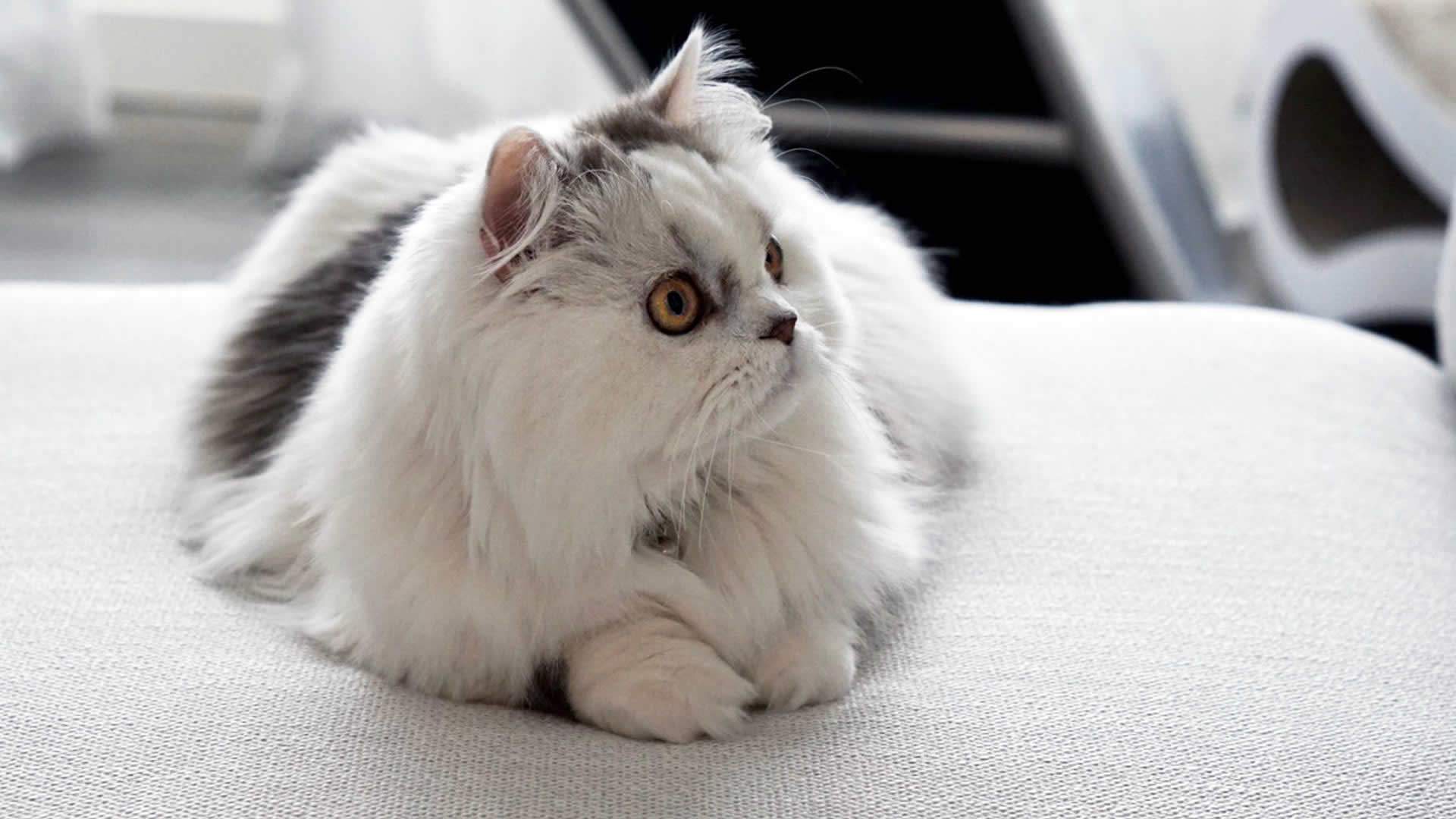 Cats With Short Legs Munchkin Cats & Other Small Leg Breeds