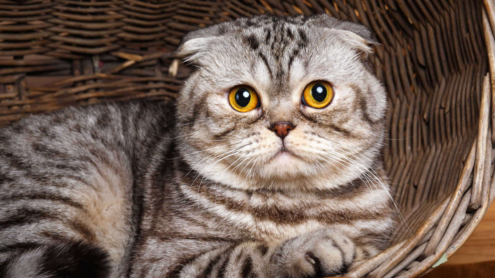 Cats With Small Ears Scottish Folds & Short Eared Breeds