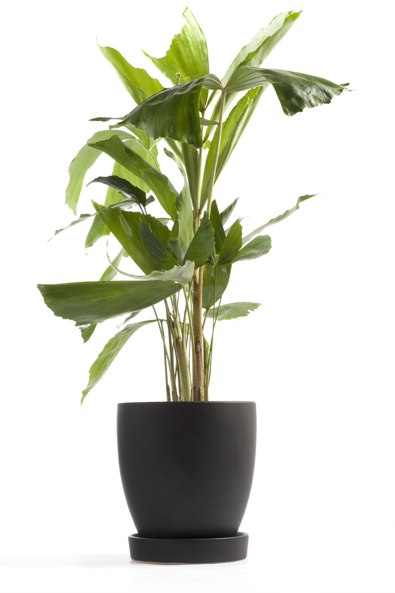 Styling MidCentury Modern Plants In Your Home Mr. Brown London