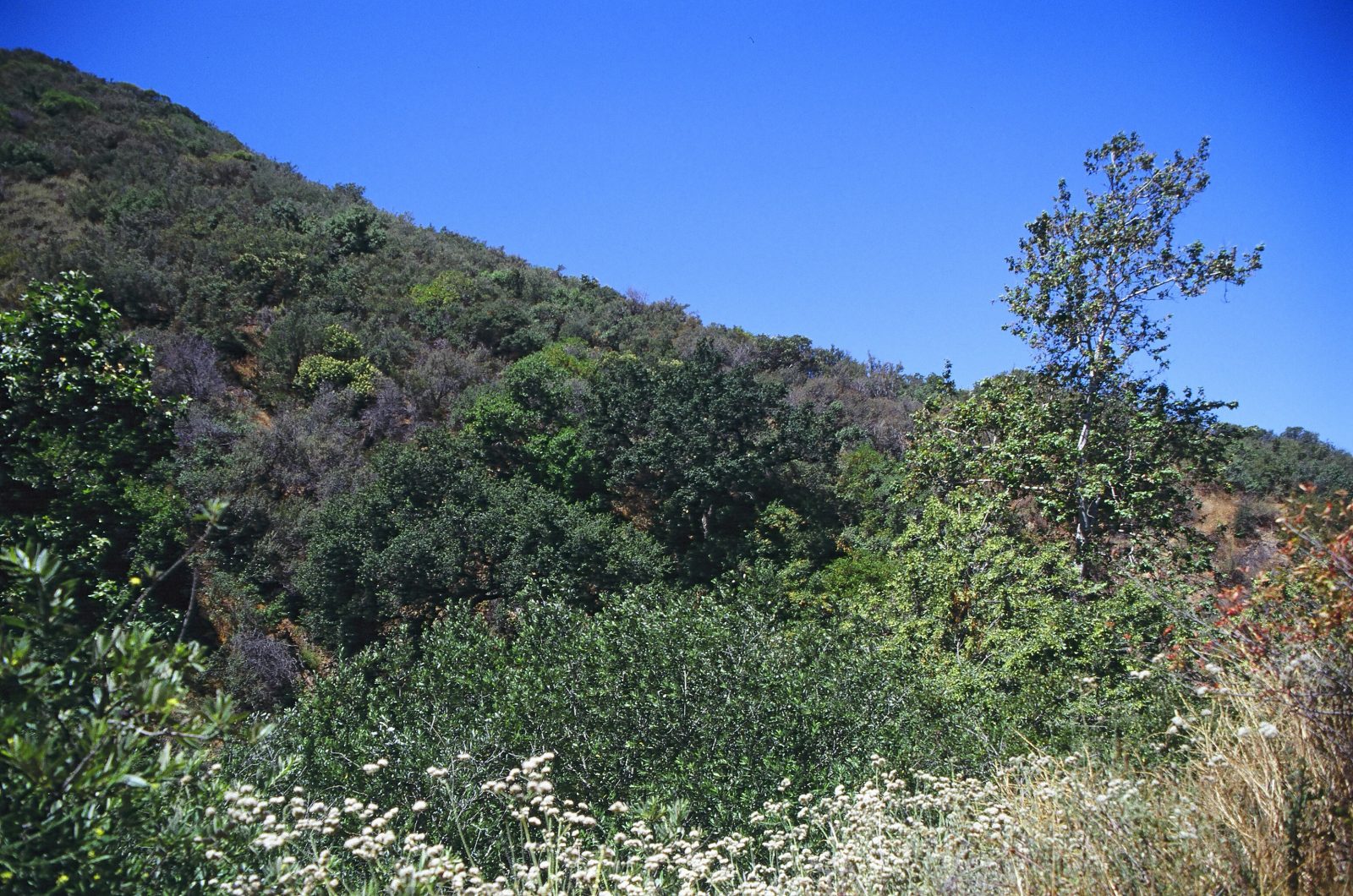 La Tuna Canyon Park MRCA MRCA