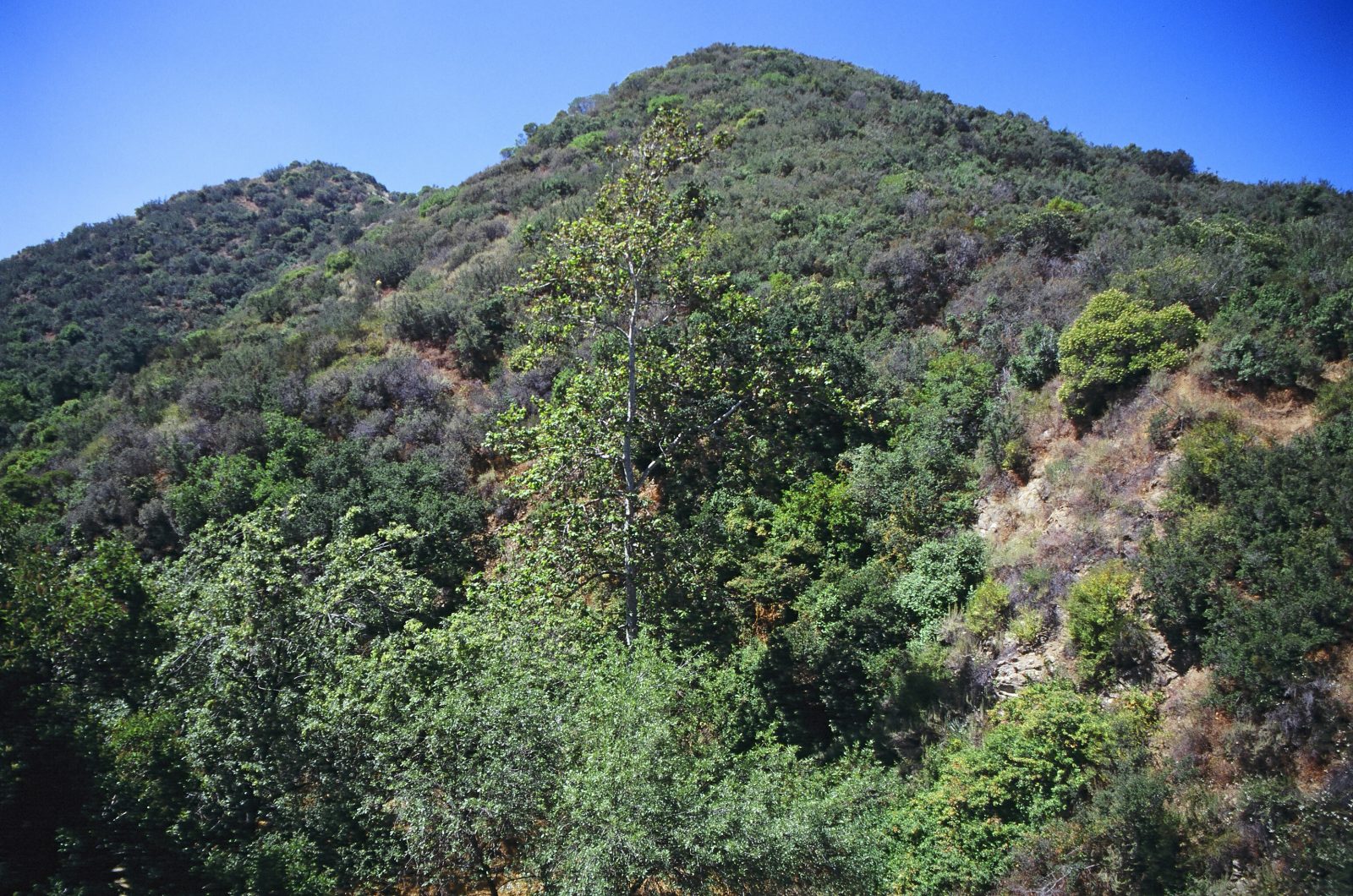 La Tuna Canyon Park MRCA MRCA