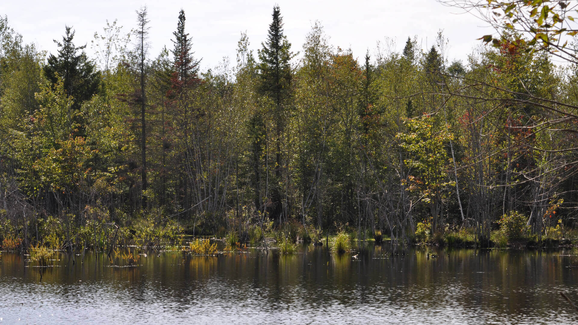 SaintThéodore d’Acton MRC d'Acton