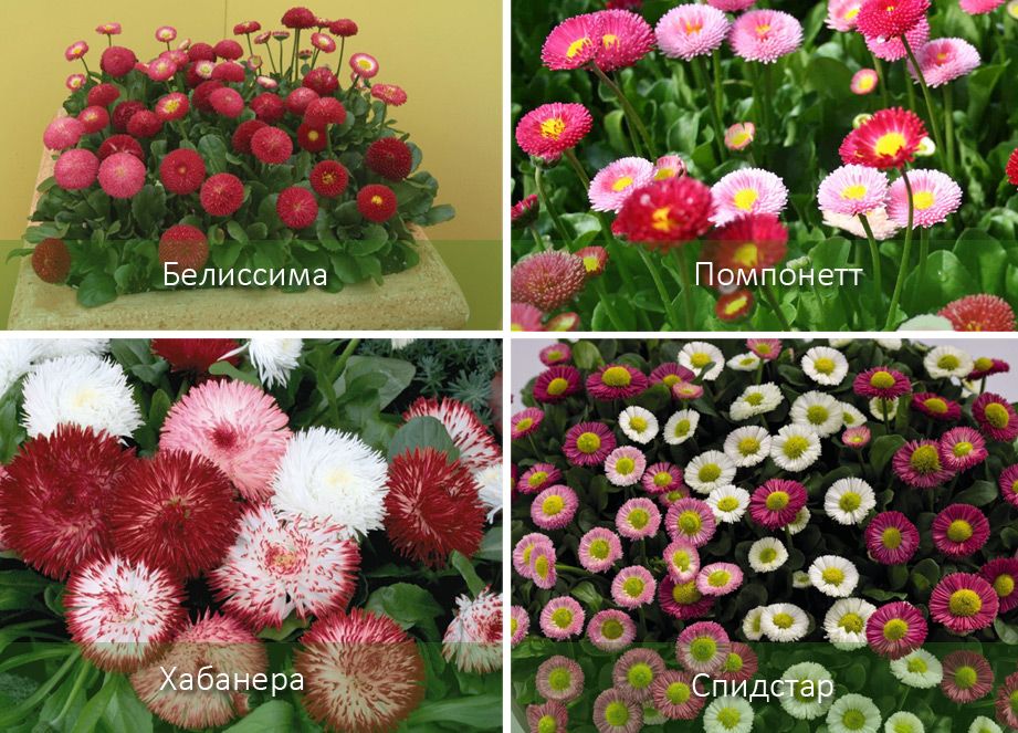 когда можно пересаживать маргаритки. Смотреть фото когда можно пересаживать маргаритки. Смотреть картинку когда можно пересаживать маргаритки. Картинка про когда можно пересаживать маргаритки. Фото когда можно пересаживать маргаритки когда можно пересаживать маргаритки. Смотреть фото когда можно пересаживать маргаритки. Смотреть картинку когда можно пересаживать маргаритки. Картинка про когда можно пересаживать маргаритки. Фото когда можно пересаживать маргаритки