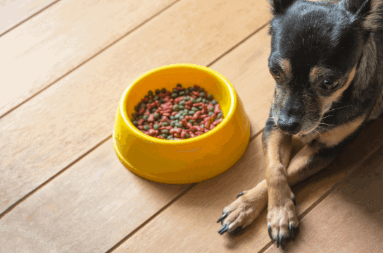 Fromm vs. Acana Pros & Cons of Each Brand Mr Dog Food