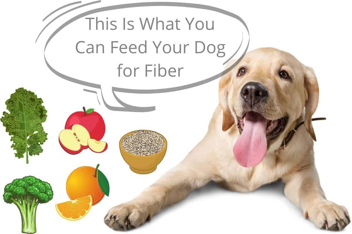 This Is What You Can Feed Your Dog for Fiber Mr Dog Food