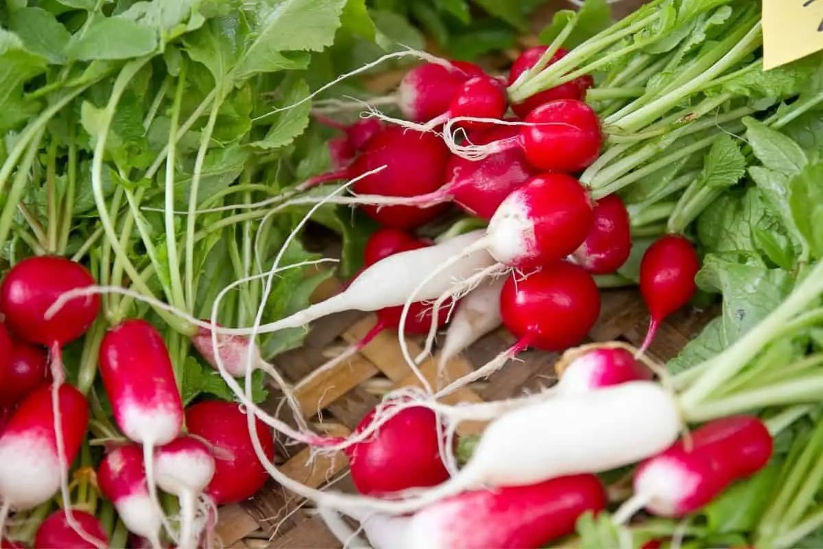 Can Dogs Eat Turnips? Here’s What the Expert Says Mr Dog Food