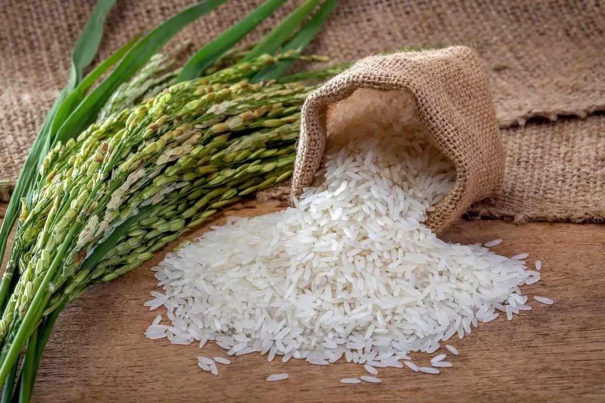 Can Dogs Eat Jasmine Rice Yay Or Nay? Mr Dog Food