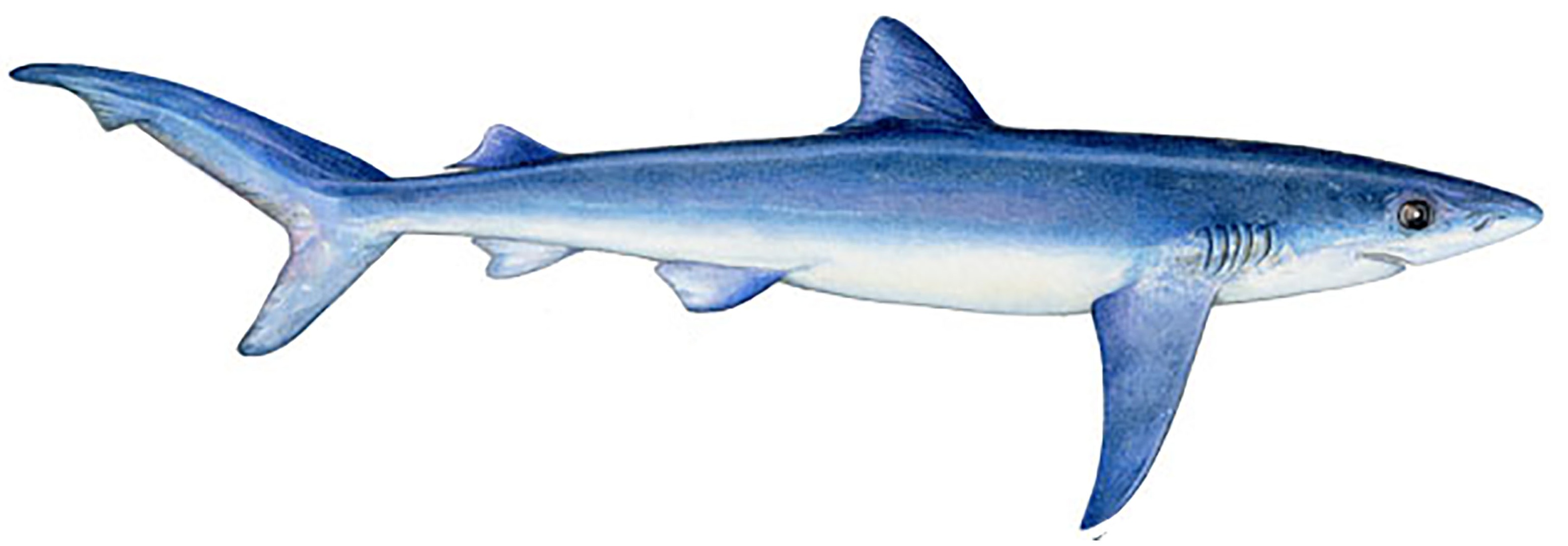 Mako Shark Coloring Page Sheet Of A Printable Pages Sand Home