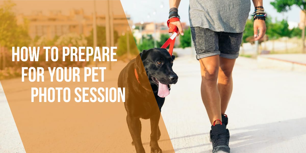 How to Prepare for Your Pet Photo Session Marketing Resources for
