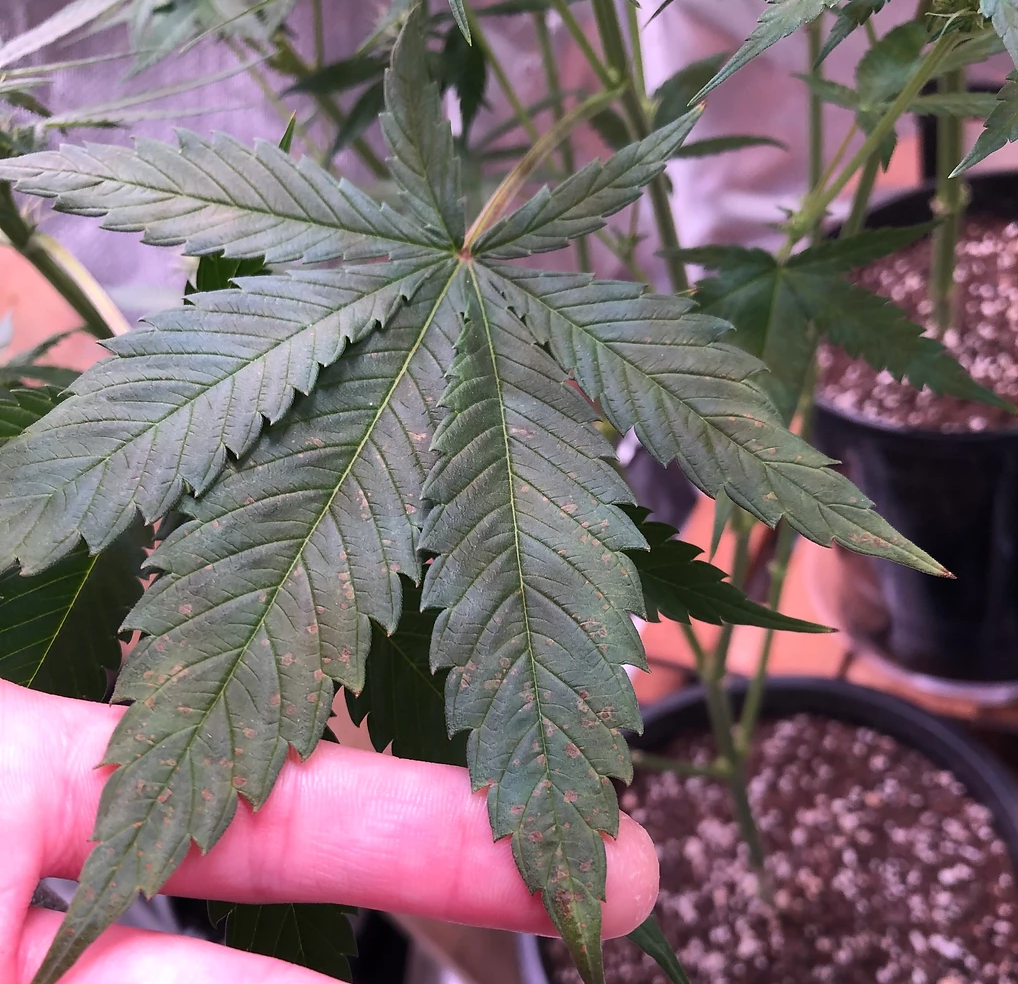 Calcium Deficiency in Cannabis Plants Mr. Grow It