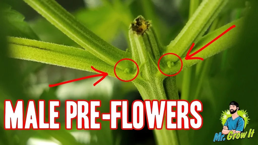 Sexing Your Cannabis Plant! Male vs Female Mr. Grow It