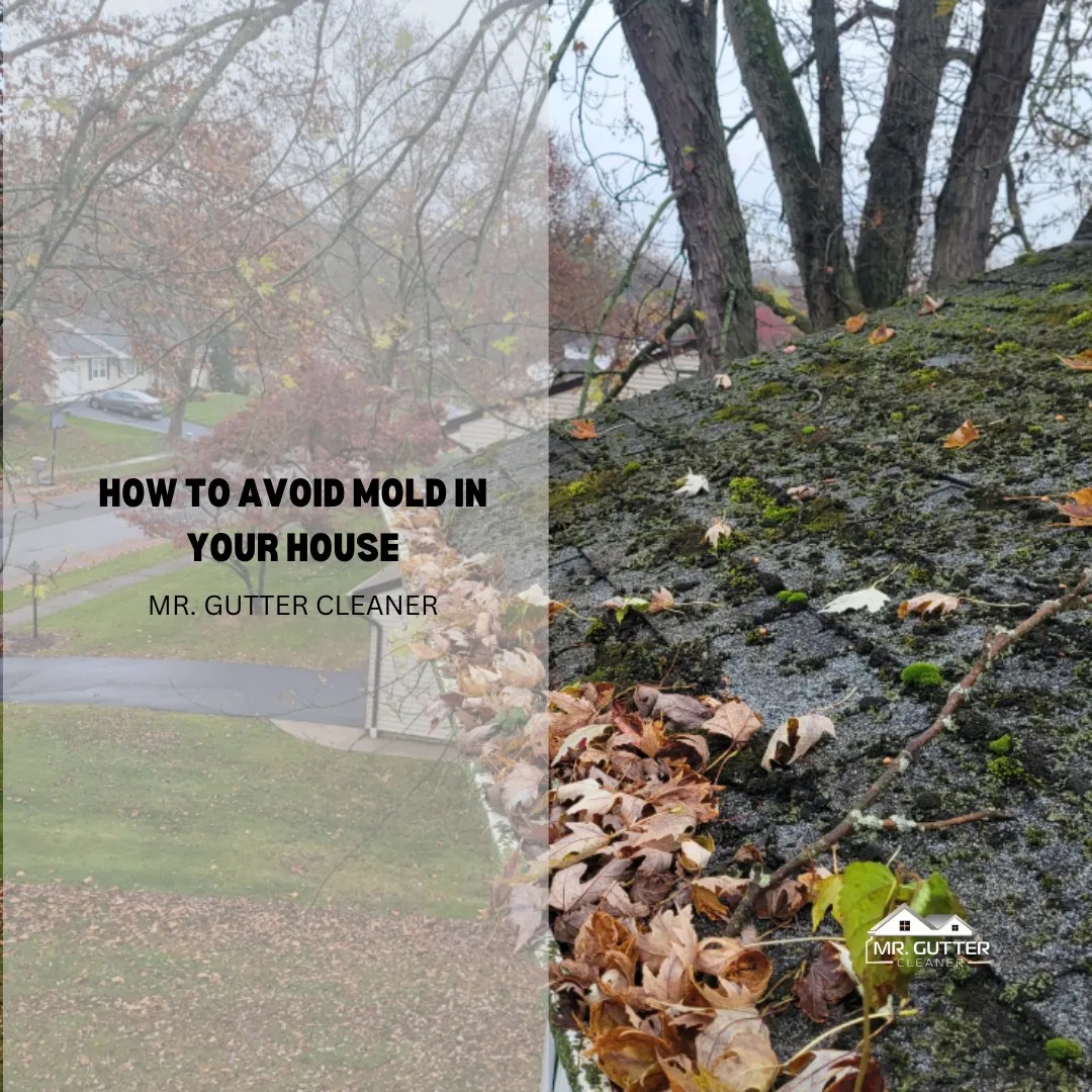 How to Avoid Mold in Your House