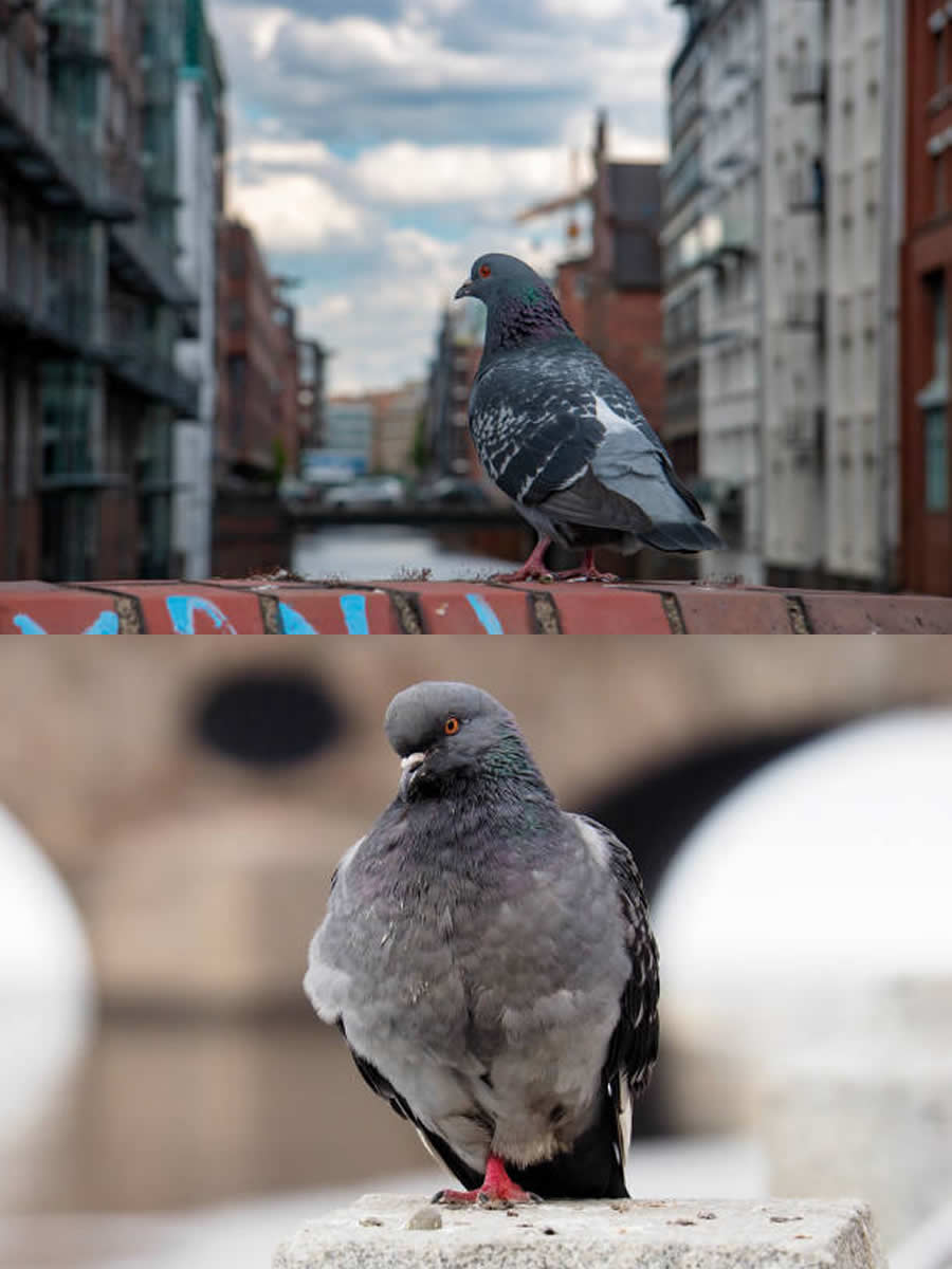 C7. Pigeon Damage Control Mr. Handyman From Japan