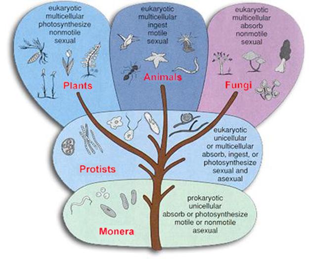 levels of organization