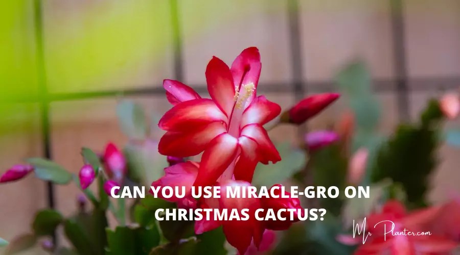 Can You Use MiracleGro on Christmas Cactus?