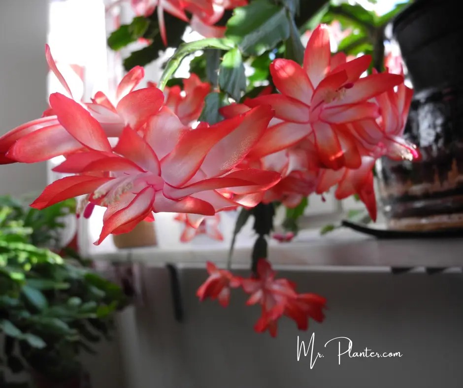 Are Christmas Cactus Poisonous to Cats? (Answered)