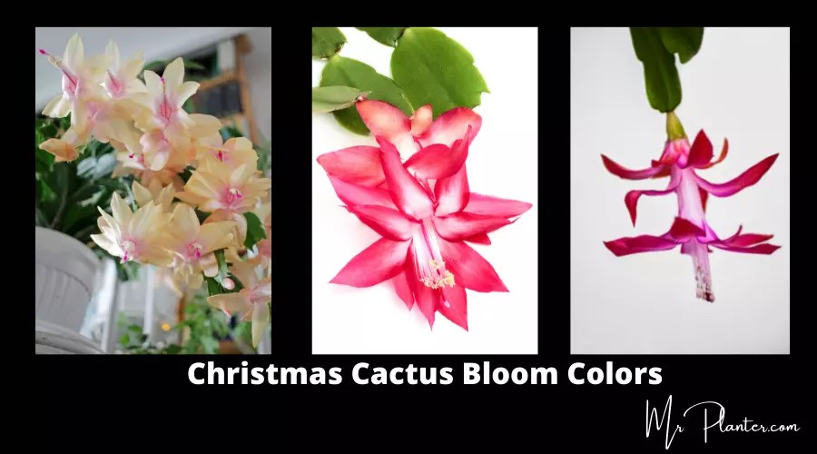 Do Christmas Cactus Bloom Every Year?