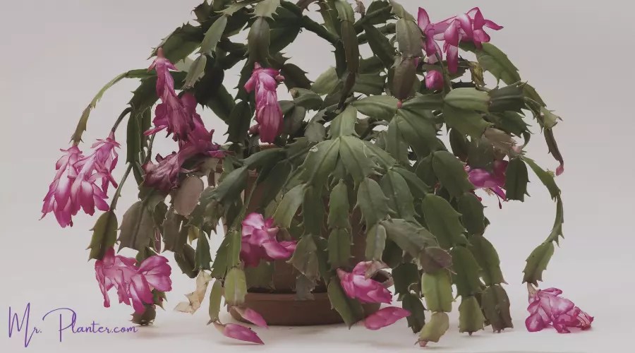 Can you Save an Overwatered Christmas Cactus?