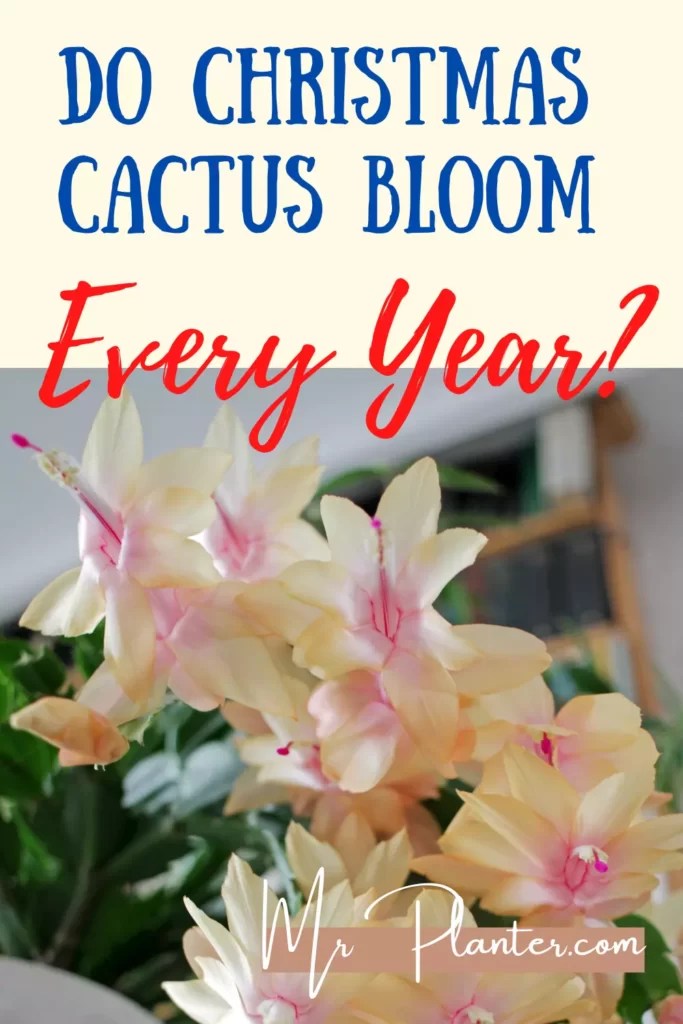 Do Christmas Cactus Bloom Every Year?