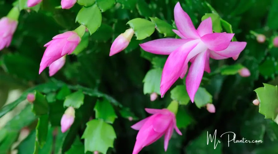 Types of Christmas Cactus Colors (With IMAGES!)