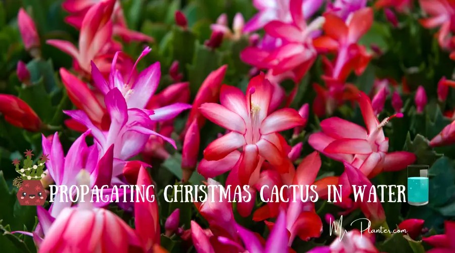 How to Propagate Christmas Cactus in Water? (Easy Steps)