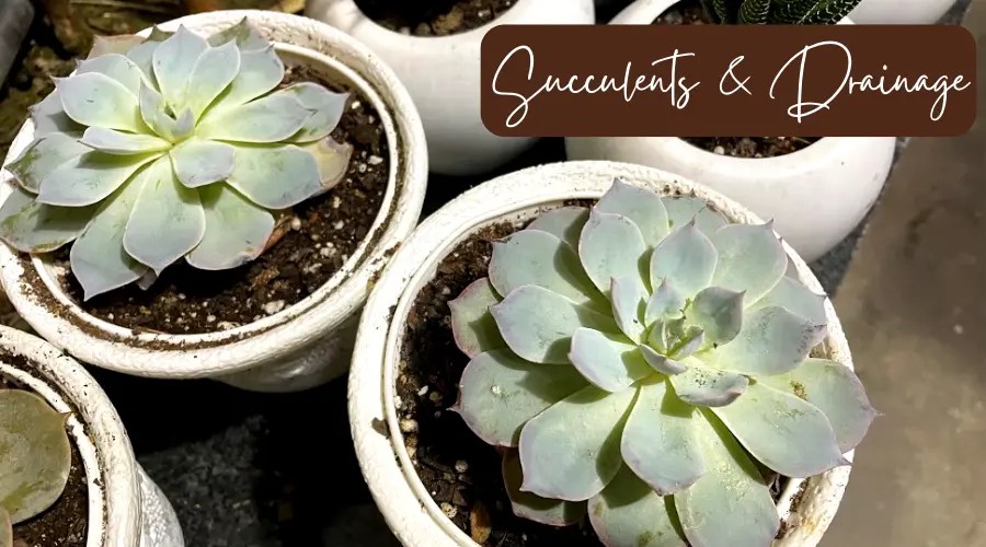 Succulents & Drainage 6 Things You Need To Know (Solved!)