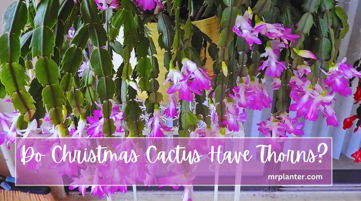 Do Christmas Cactus Have Thorns? (or Spines?)