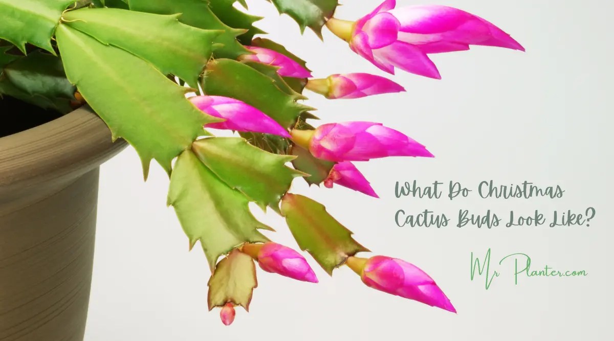 What Do Christmas Cactus Buds Look Like A Visual Guide