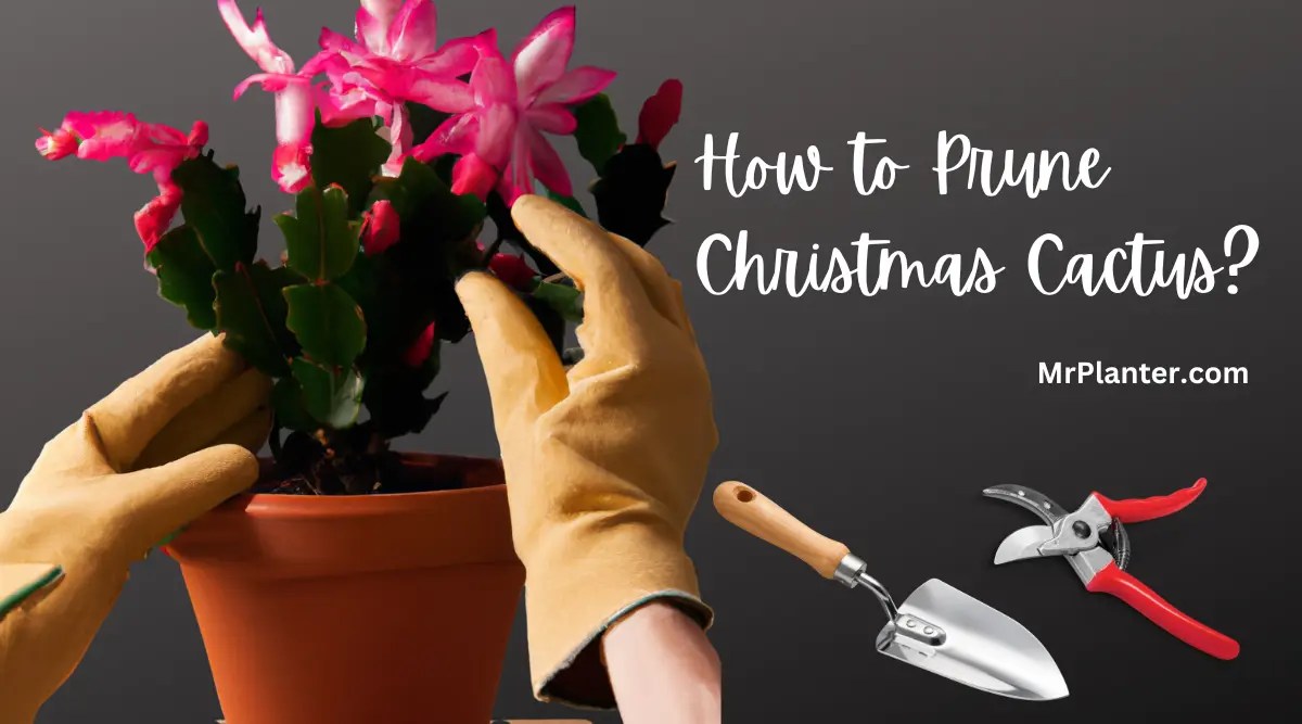 How to Prune Christmas Cactus A StepbyStep Guide (2023)