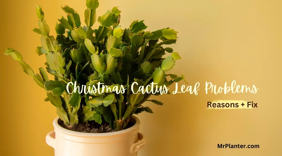 Christmas Cactus Leaf Problems Causes + Easy Fix